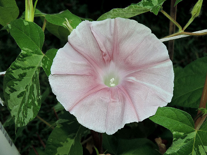 DSCN9795