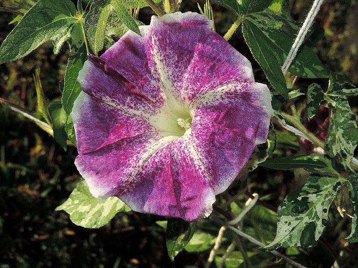 DSCN9911