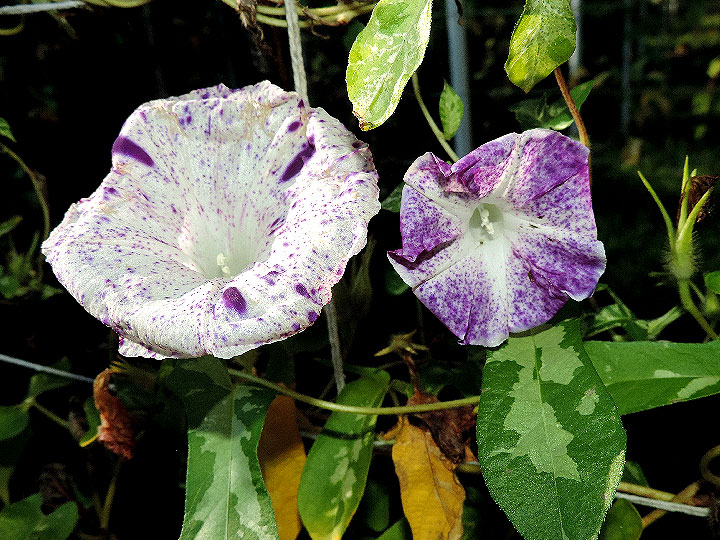 DSCN9923