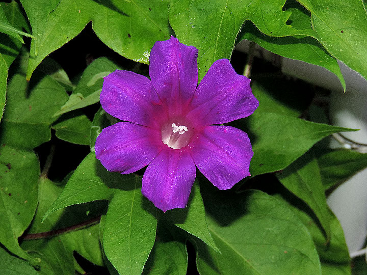 1DSCN1177