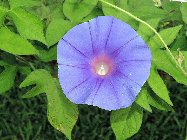 1DSCN5090