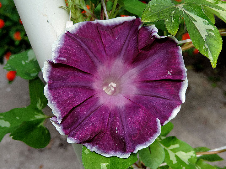 1DSCN5716