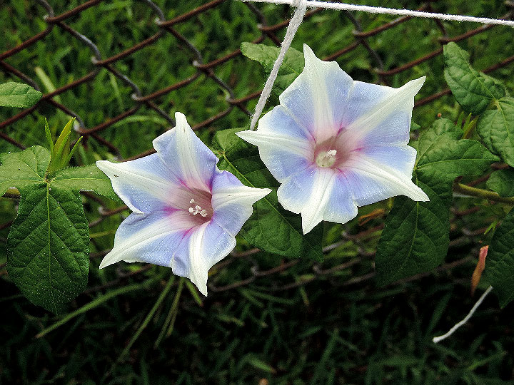 2DSCN3514
