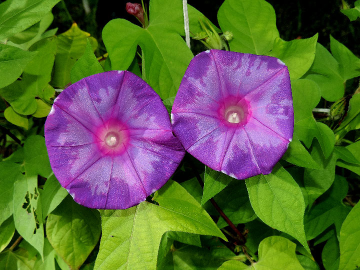 2DSCN9748