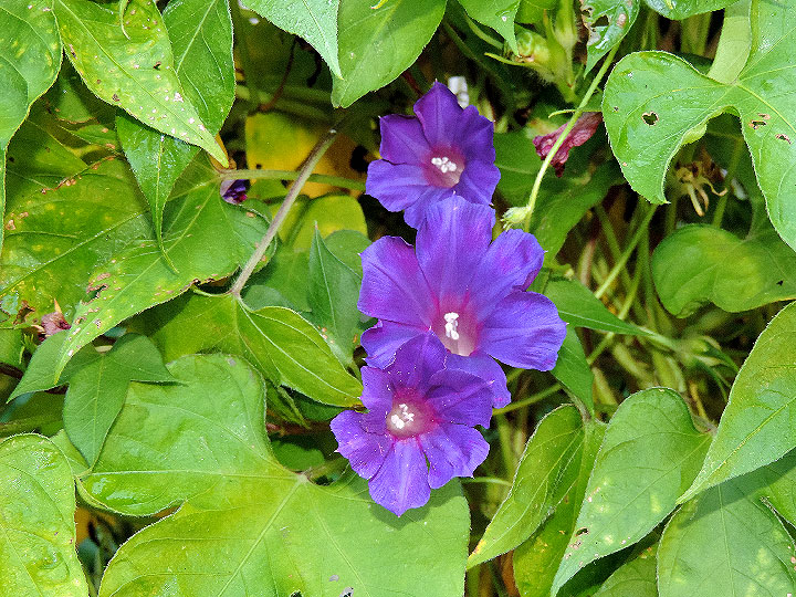 3DSCN2264