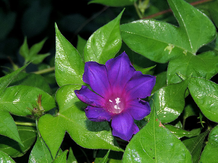 4DSCN2007