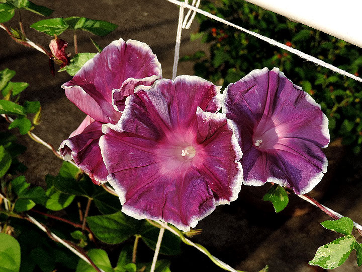 5DSCN0438