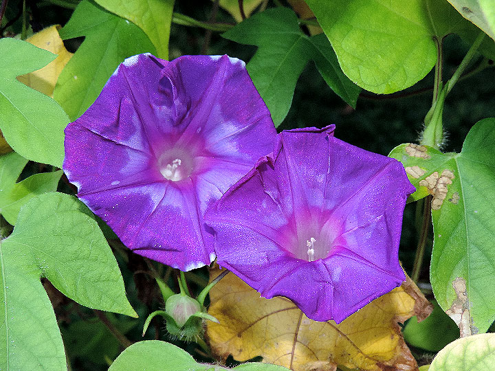 5DSCN0447