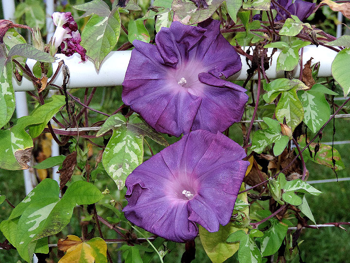 5DSCN0978