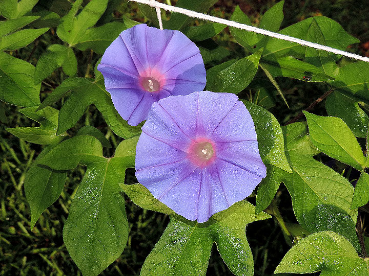 5DSCN4318