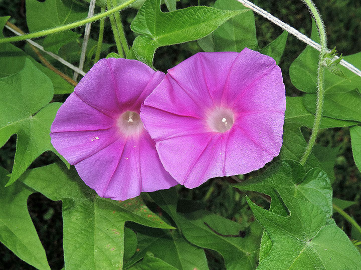 5DSCN7828