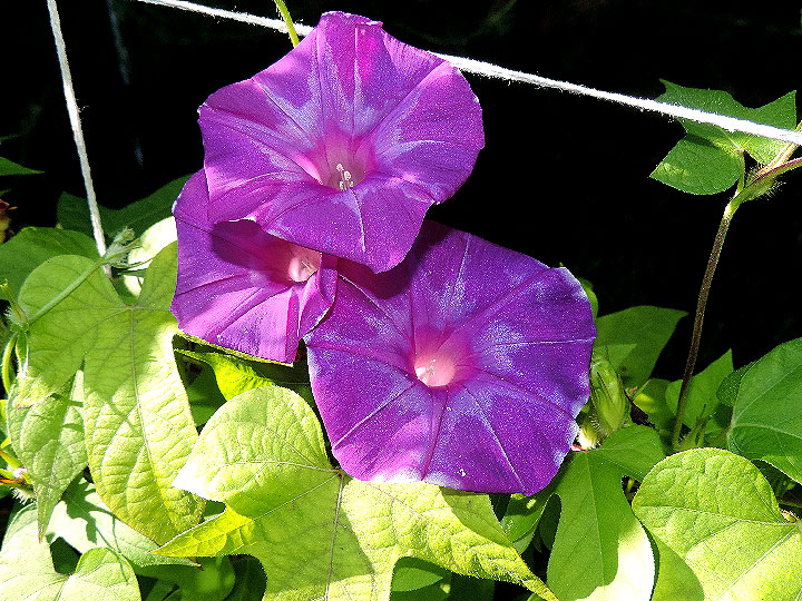 6DSCN0029