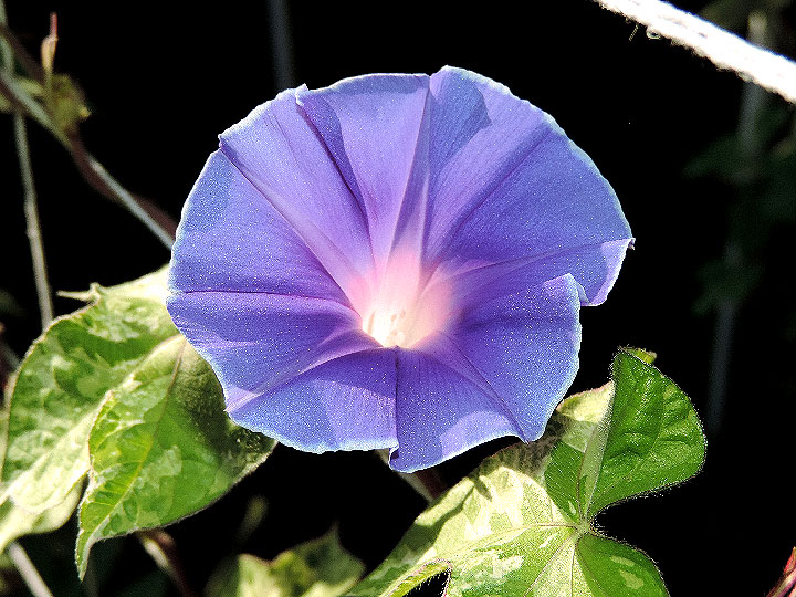 6DSCN6104