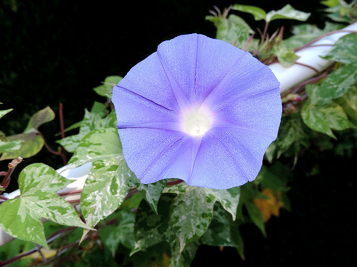 DSCN0026