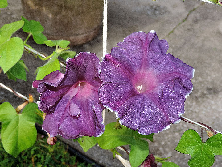 DSCN0049