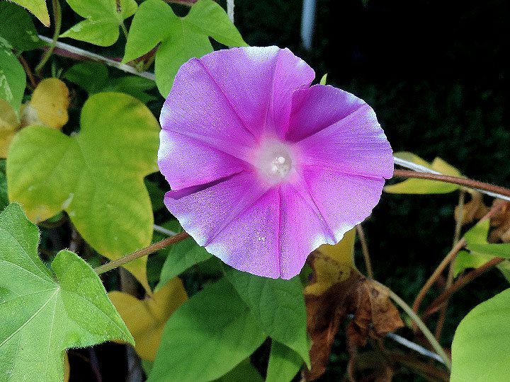 DSCN0137