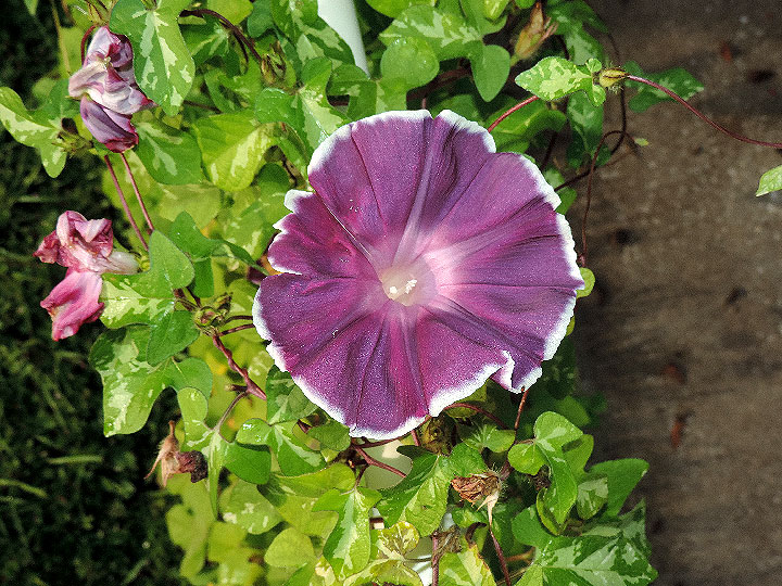 DSCN0249