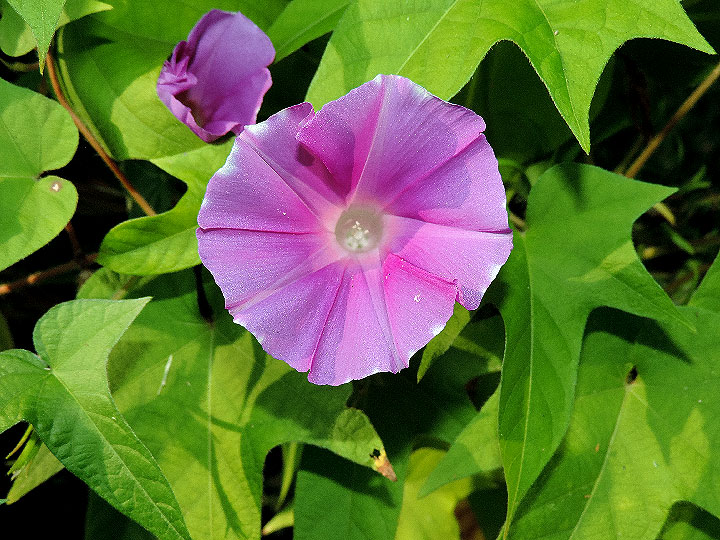 DSCN0346