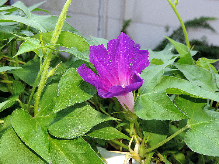 DSCN0409