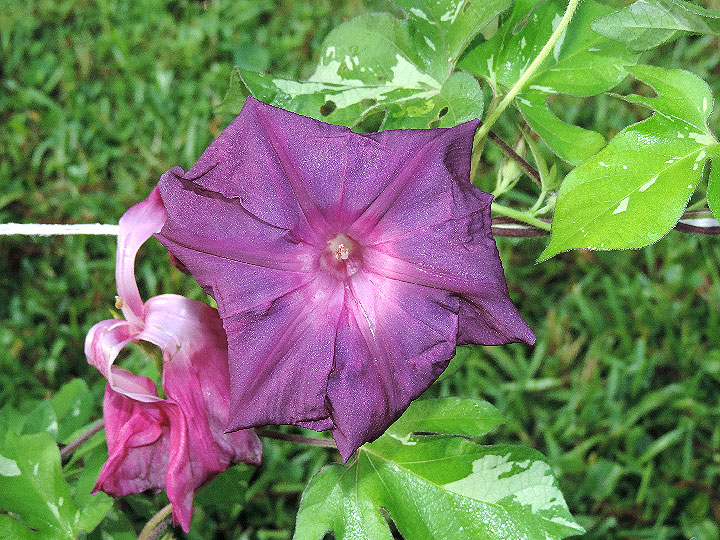 DSCN0426