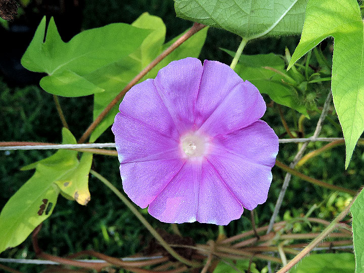 DSCN0445