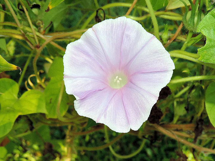 DSCN0451