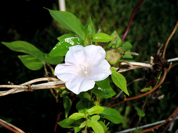 DSCN0453