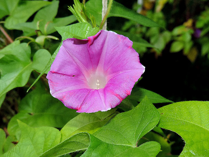 DSCN0556