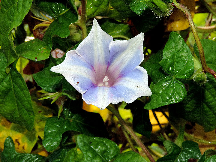 DSCN0580