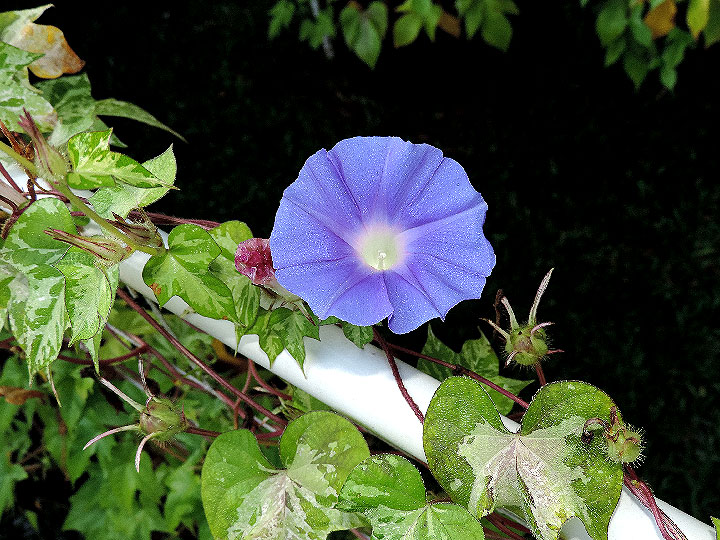 DSCN0656
