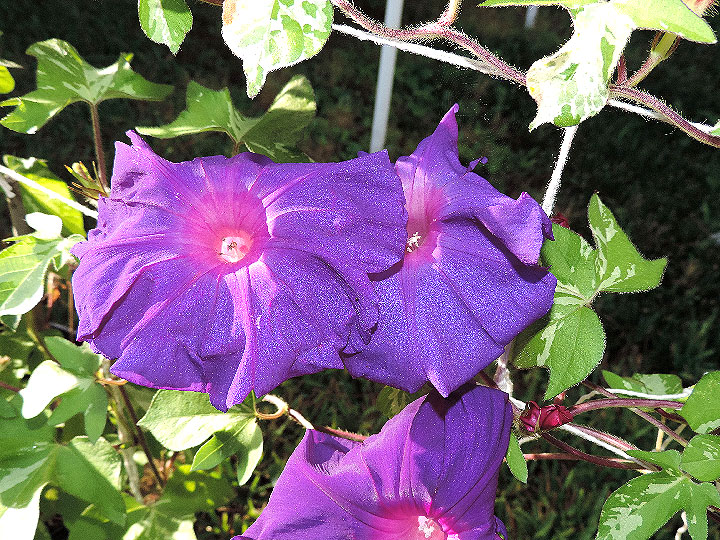 DSCN0677