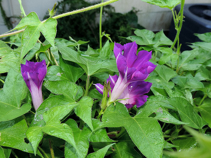 DSCN0725