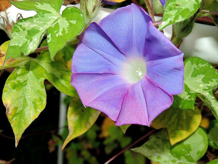 DSCN0858