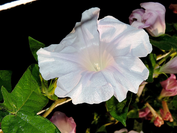 DSCN0923