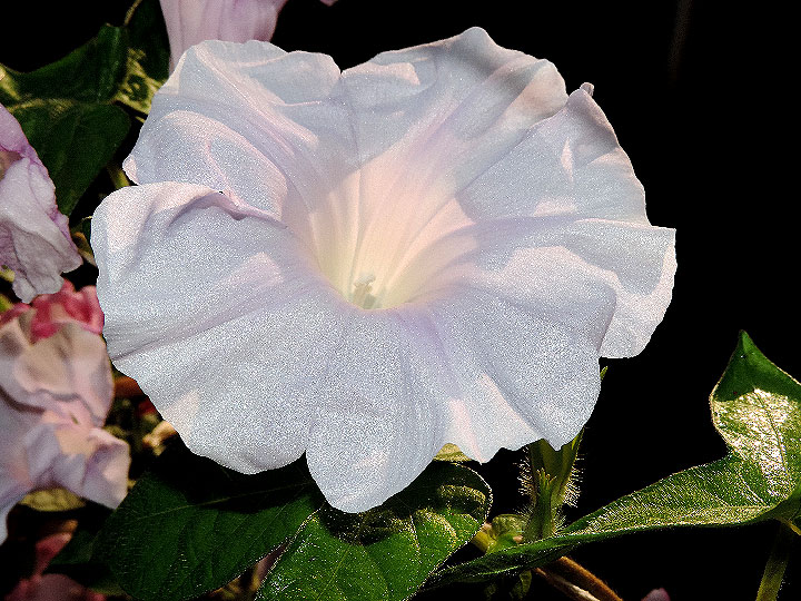 DSCN0924