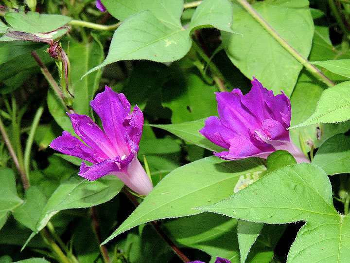 DSCN0938