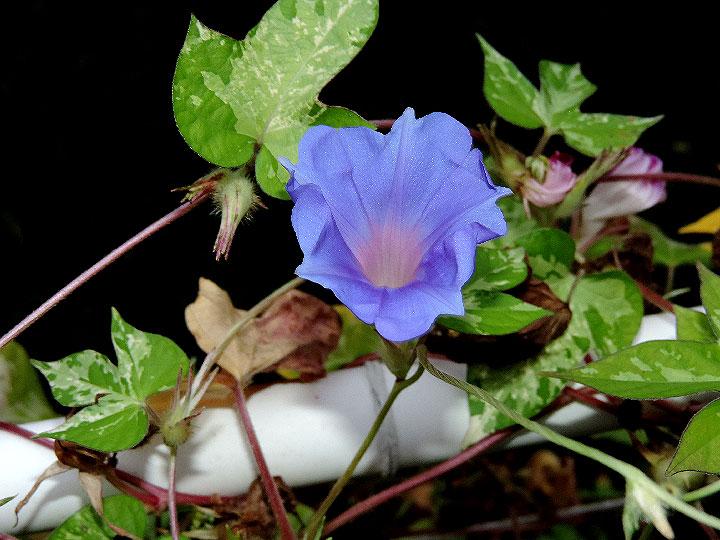 DSCN0986