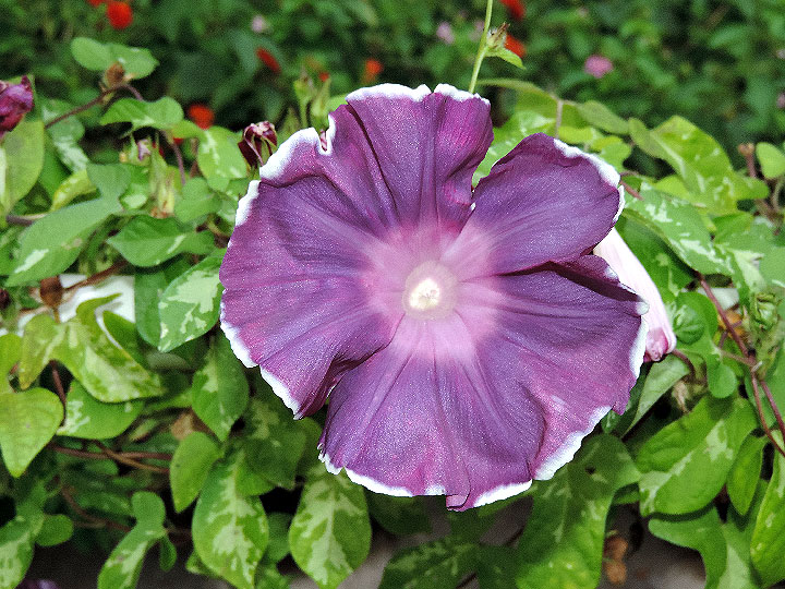 DSCN1003