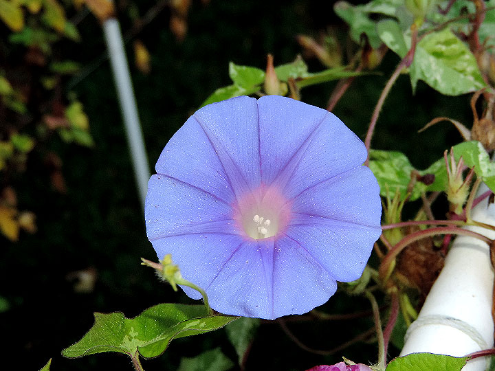 DSCN1103