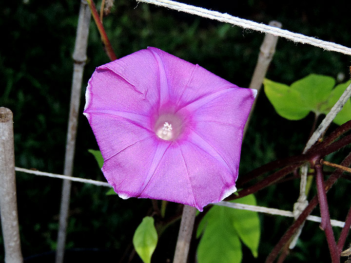 DSCN1106