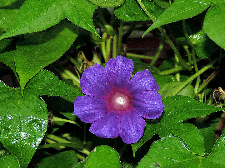DSCN1179