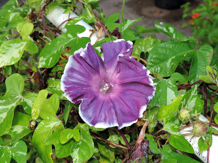 DSCN1231