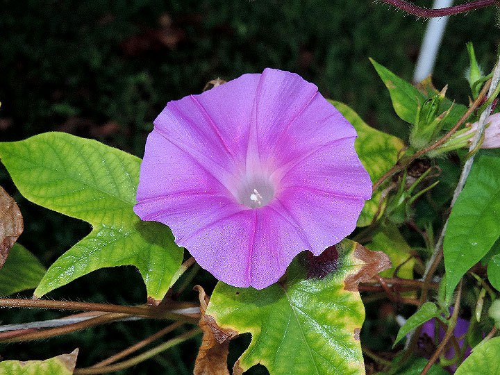 DSCN1332