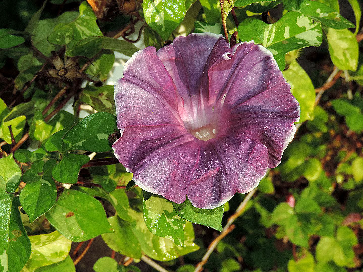 DSCN1350