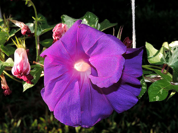 DSCN1387