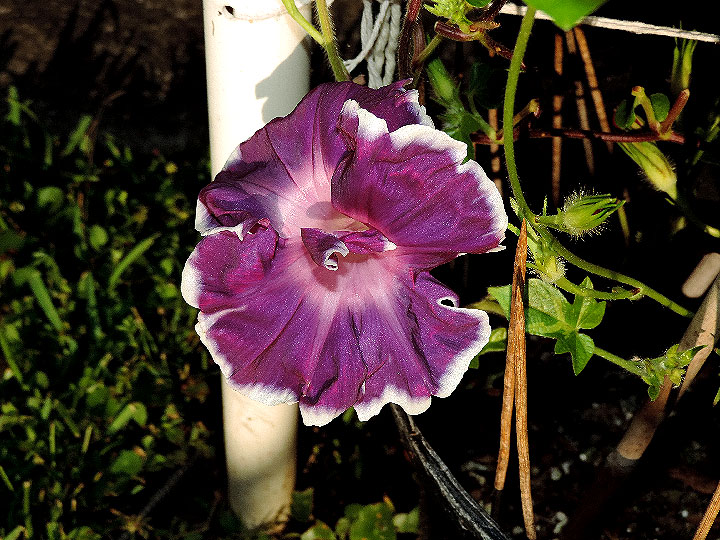 DSCN1394