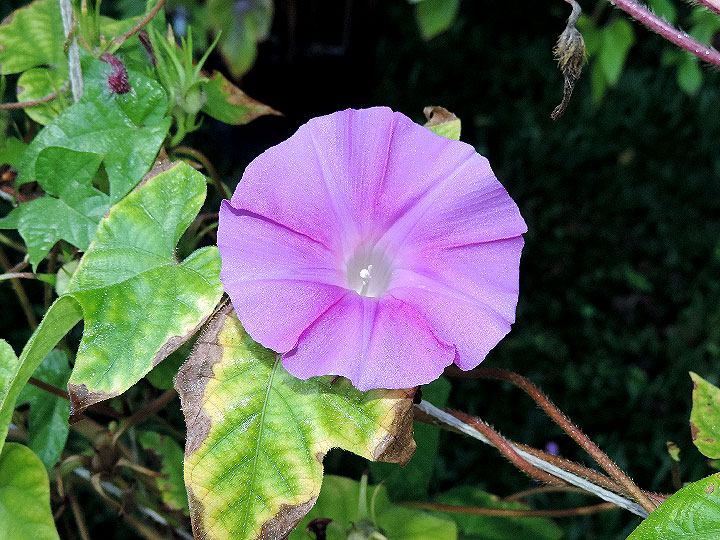 DSCN1430
