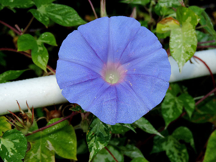 DSCN1655