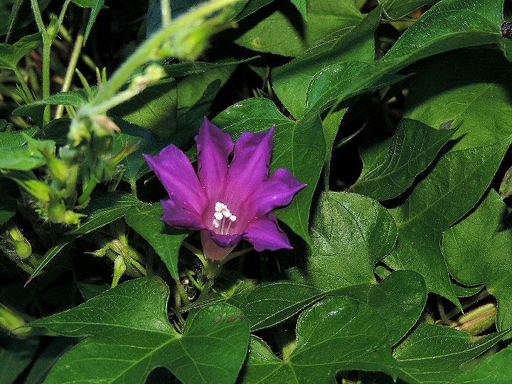 DSCN2090