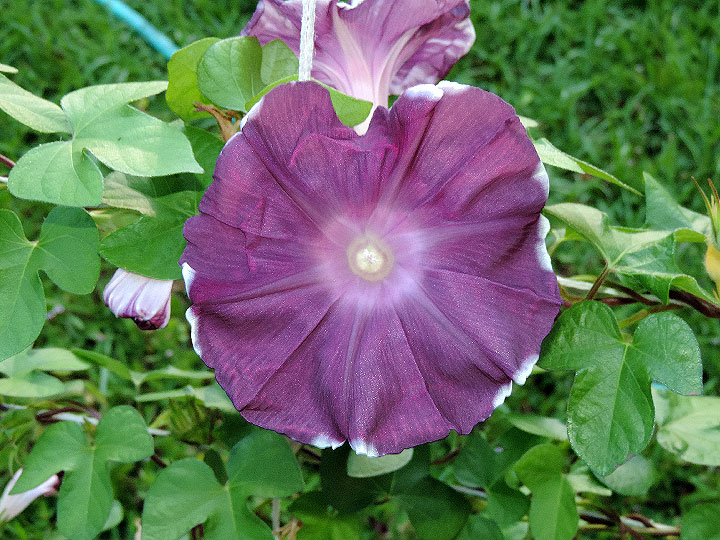 DSCN2090